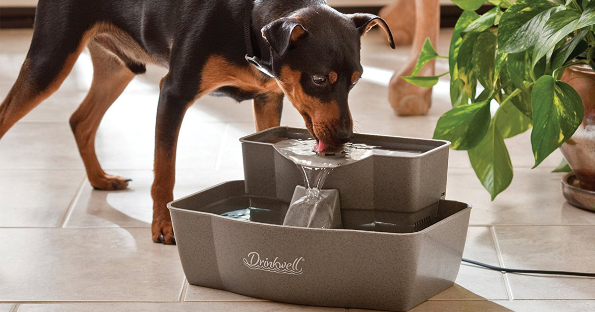 Amazon 40 Off Drinkwell Pet Fountains & Doors (Prices Start at Just