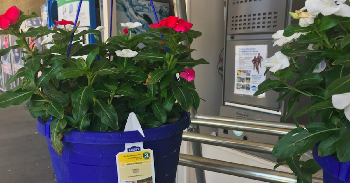 Lowe's Hanging Flower Baskets JUST 5 Each