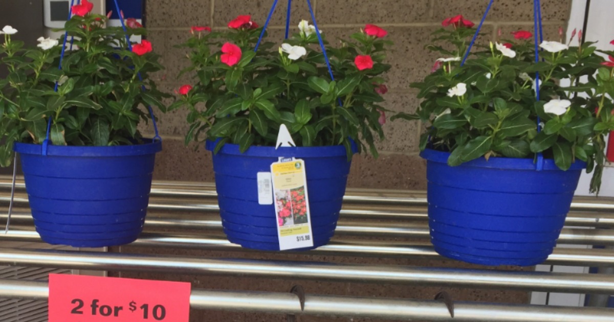 Lowe’s Memorial Day Sale Hanging Baskets & Quart Planters ONLY 5