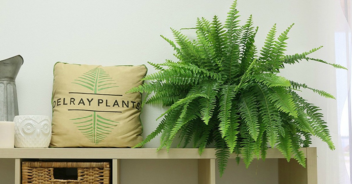 Amazon Plants Store Open for Business