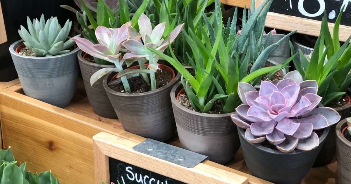 Trader Joe's Potted Succulents as Low as 5.99 (Easy To