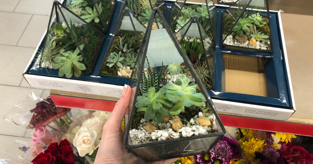Geometric Terarrium w/ Live Plants Only 12.99 at ALDI