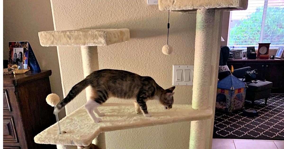 AmazonBasics 70.5" MultiLevel Cat Tree Only 41.76 Shipped (Regularly 56)