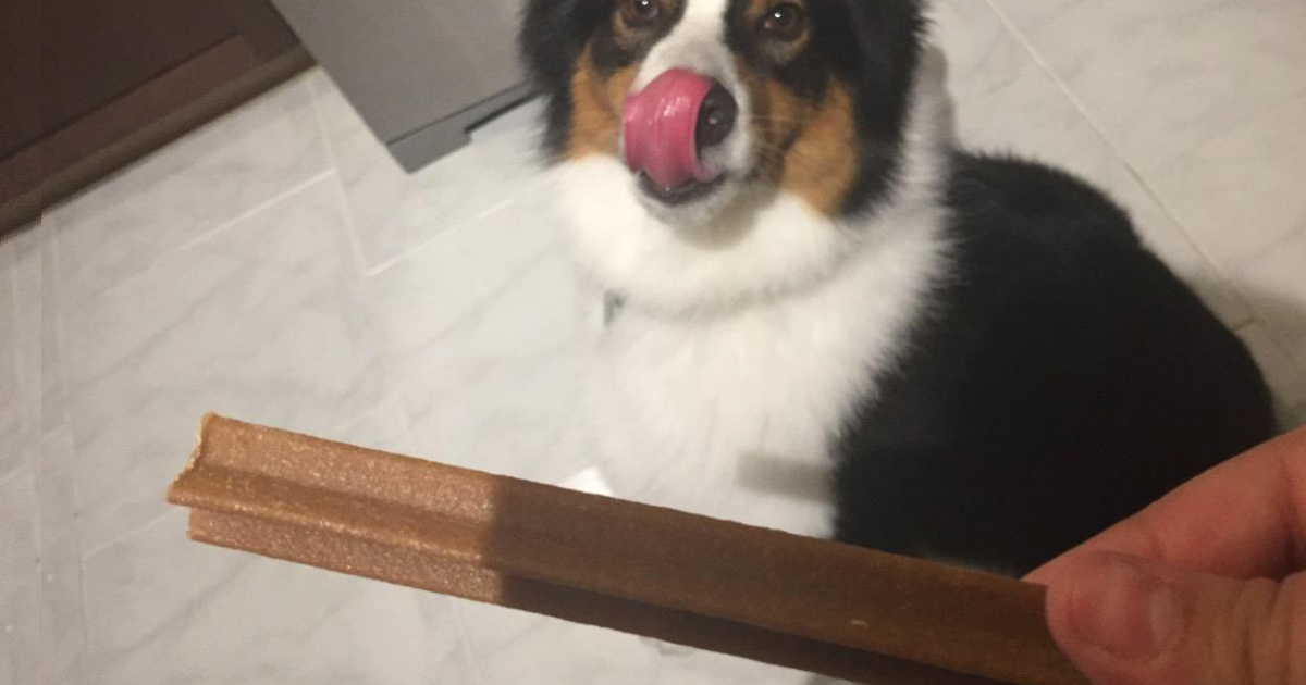 Can 8 Week Old Puppies Have Dentastix