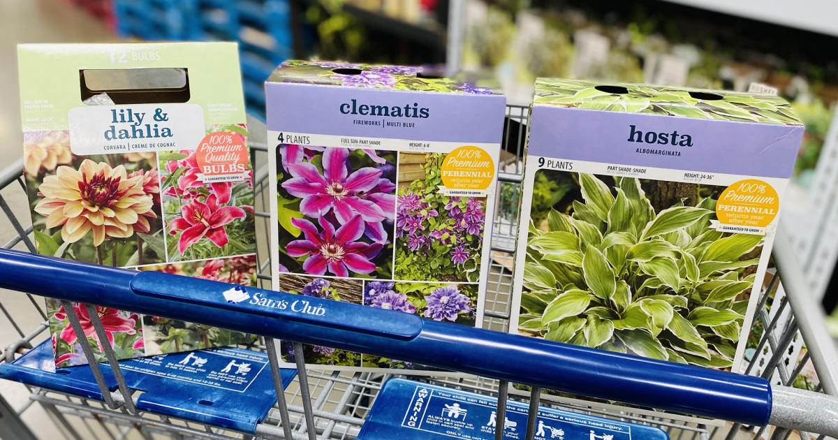 Bulb & Dormant Plant Packs Just 14.99 at Sam's Club