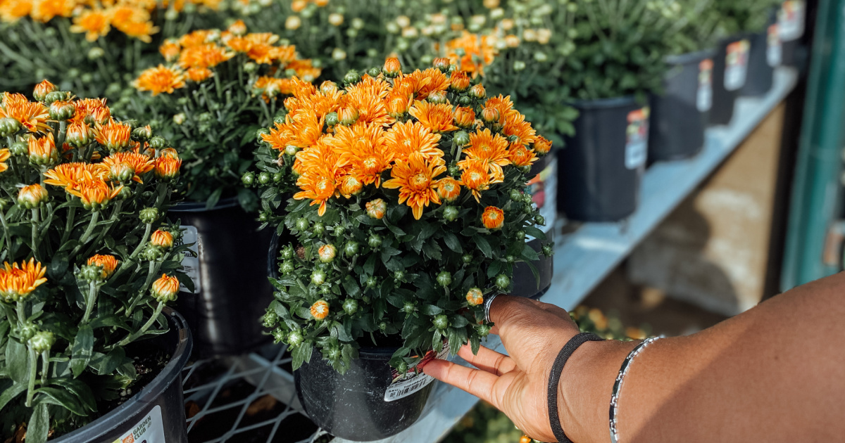 Home Depot Labor Day Sale Live Now Storewide Savings on Plants