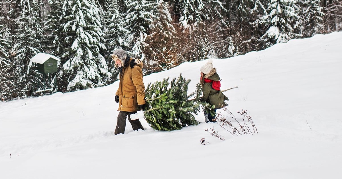 Christmas Tree Permits for National Forests Now Available (+ Free