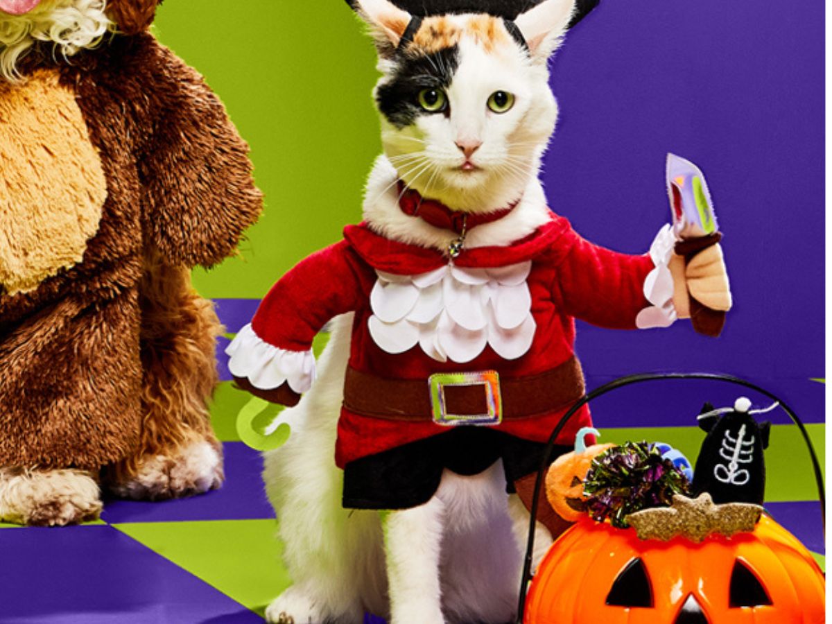 50 Off Petco Halloween Costumes & Toys Hip2Save