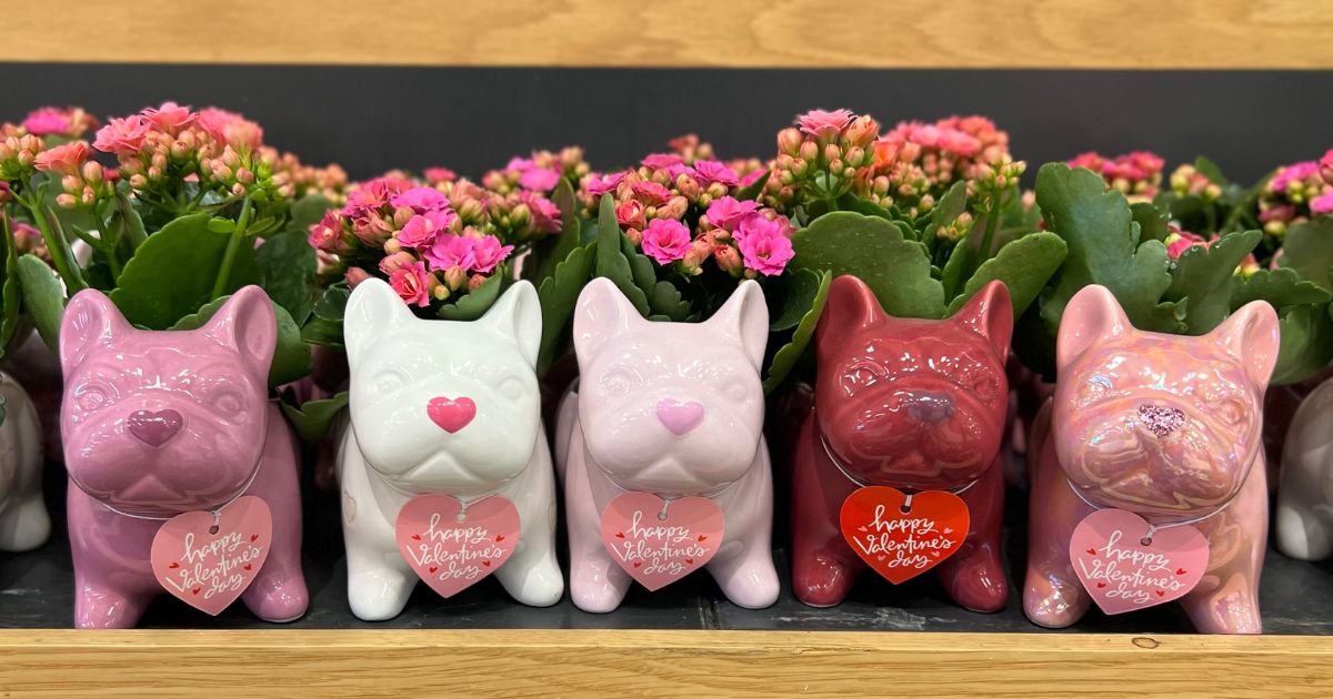 Check Out These Cute Valentine's Frenchie Planters with Flowers at