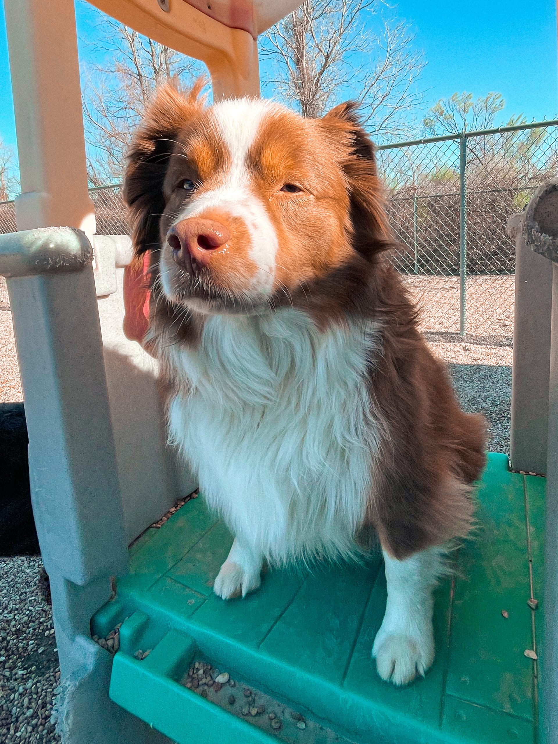 Dog Boarding Round Rock, Pflugerville & Austin Metro Hip Hounds