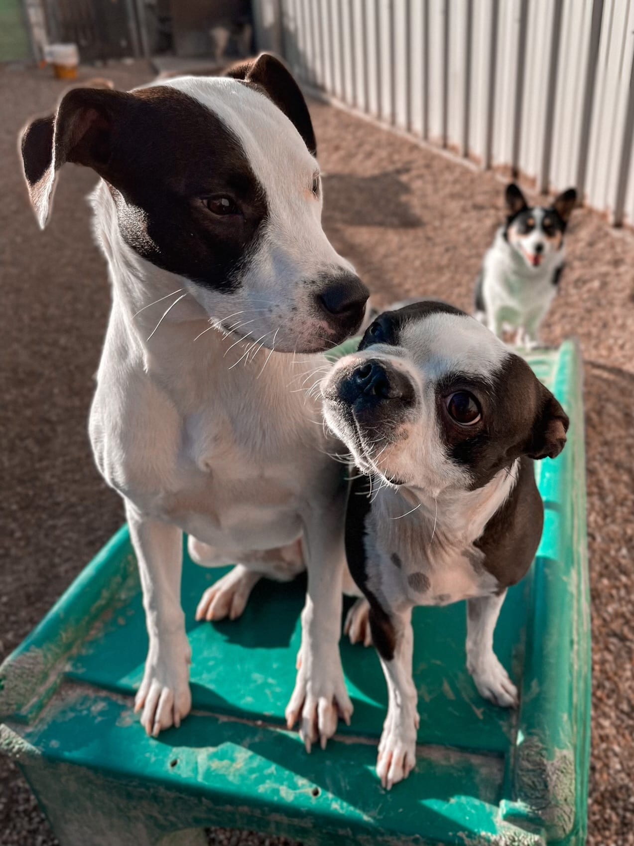 Boarding Hip Hounds Climatecontrolled indoor dog boarding