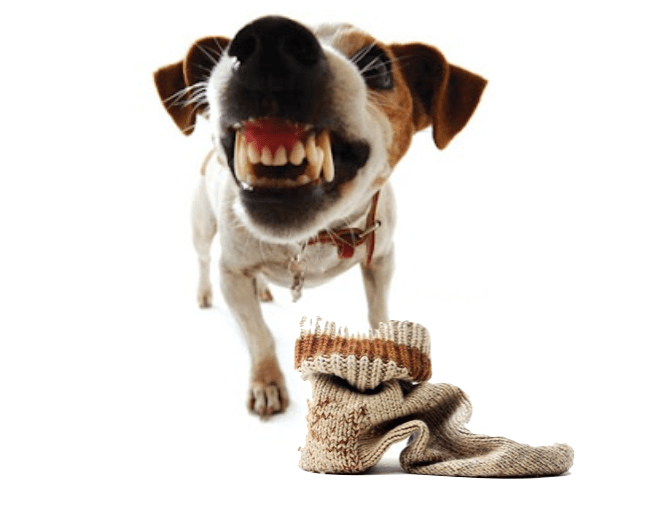 Why Did My Dog Do That? How to Deal With Resource Guarding hipPUP