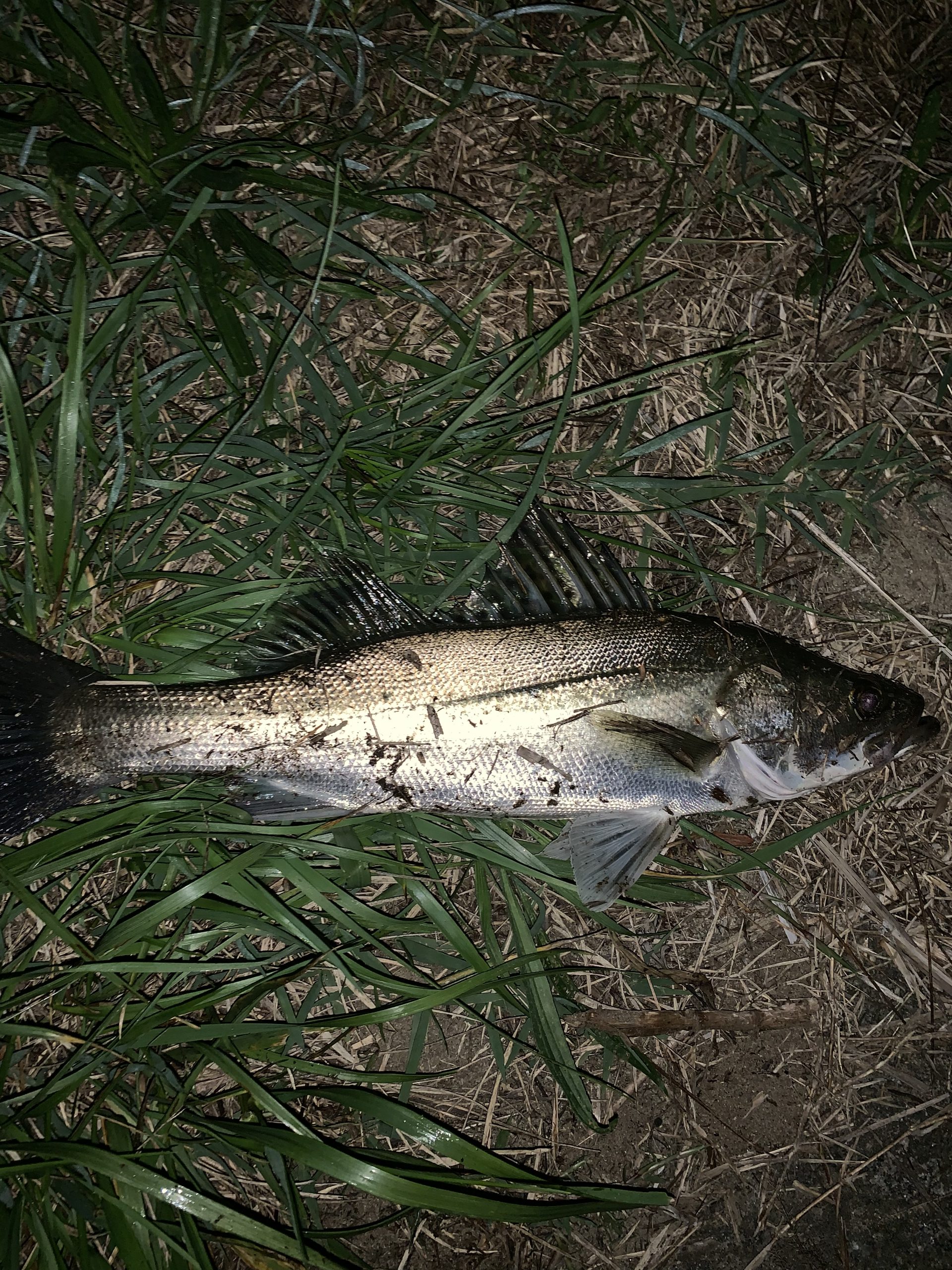 新潟 阿賀野川【リバーシーバス】釣れたヒットルアー。ワームも好調！