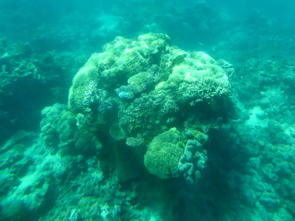 Norman Reef Great Barrier Reef Australia オーストラリア グレイトバリアリーフ ノーマンリーフ