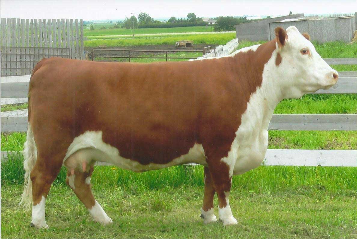 Embryos for Sale Hirsche Herefords