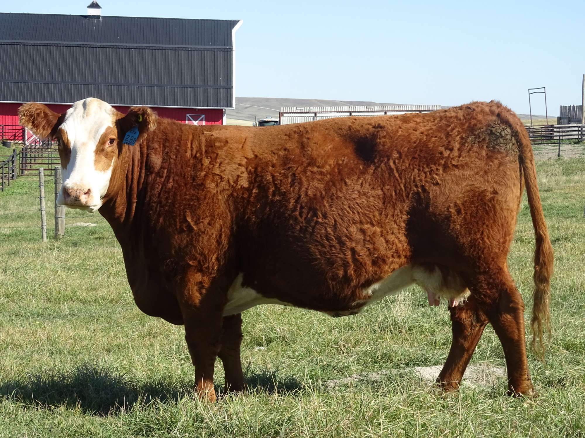Embryos for Sale Hirsche Herefords