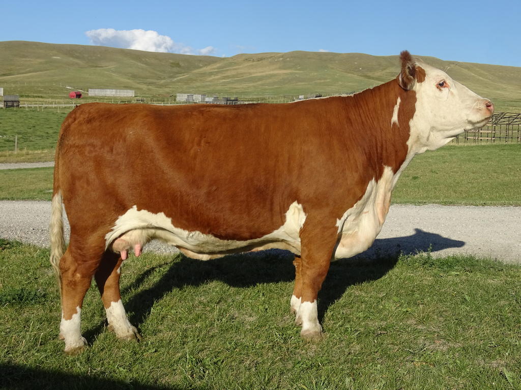 Embryos for Sale Hirsche Herefords