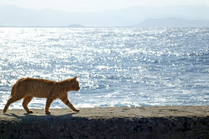 ねこ