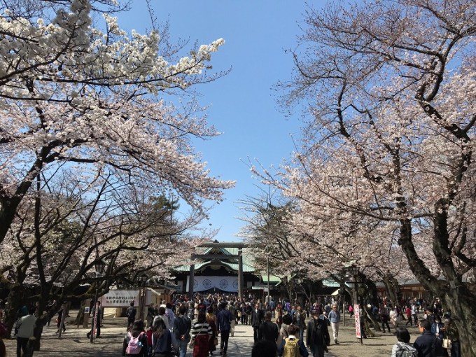 靖国神社境内桜