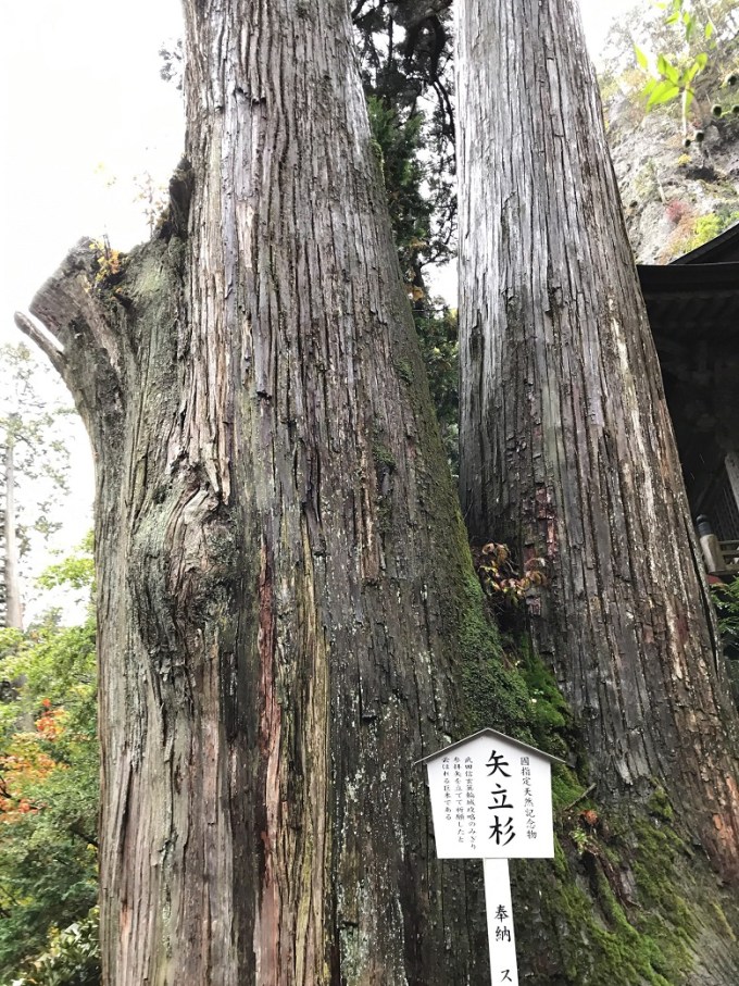 榛名神社矢立杉