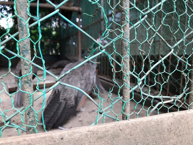 岩槻久伊豆神社孔雀