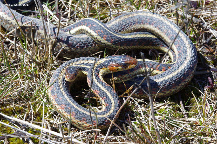 Common garter snakes mating, Ovid, Idaho