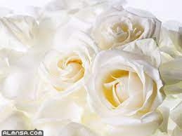 تفسير حلم ورد ابيض في المنام