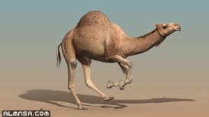 تفسير حلم الجمل يطاردني