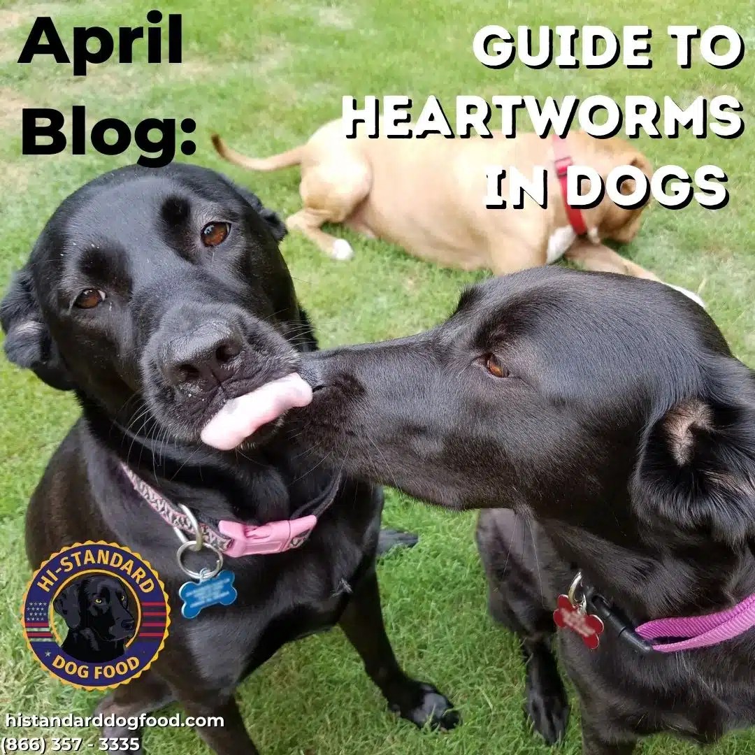 Guide to Heartworms in Dogs HiStandard Dog Food