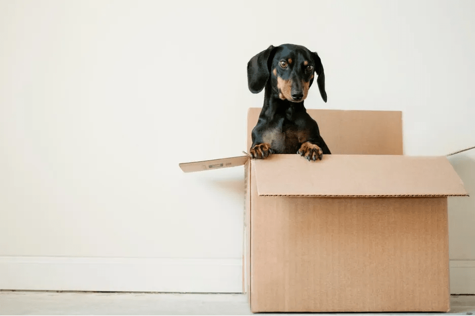 10 Tips to Moving with Dogs HiStandard Dog Food