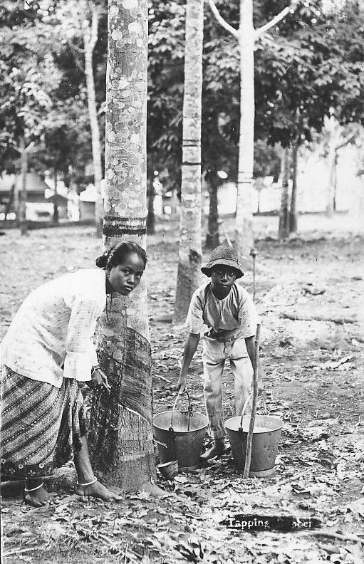 rubber cultivation centers