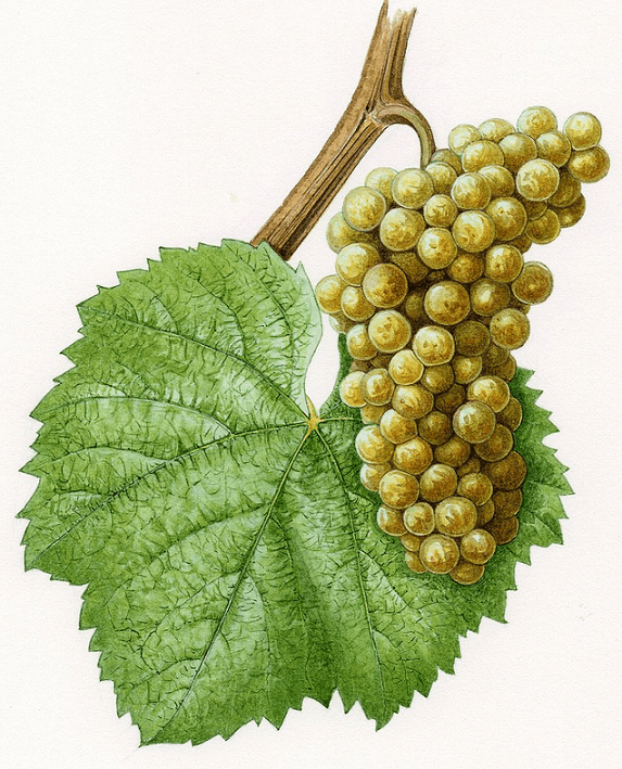 Melon de Bourgogne (Muscadet) Histoires d'universités