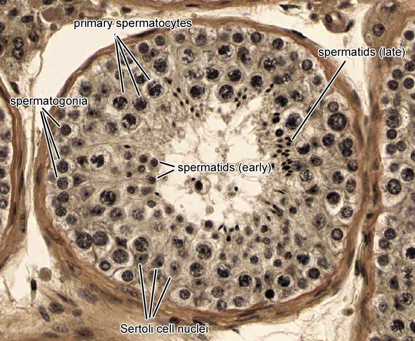 Duke DPT Histology Male Reproductive System