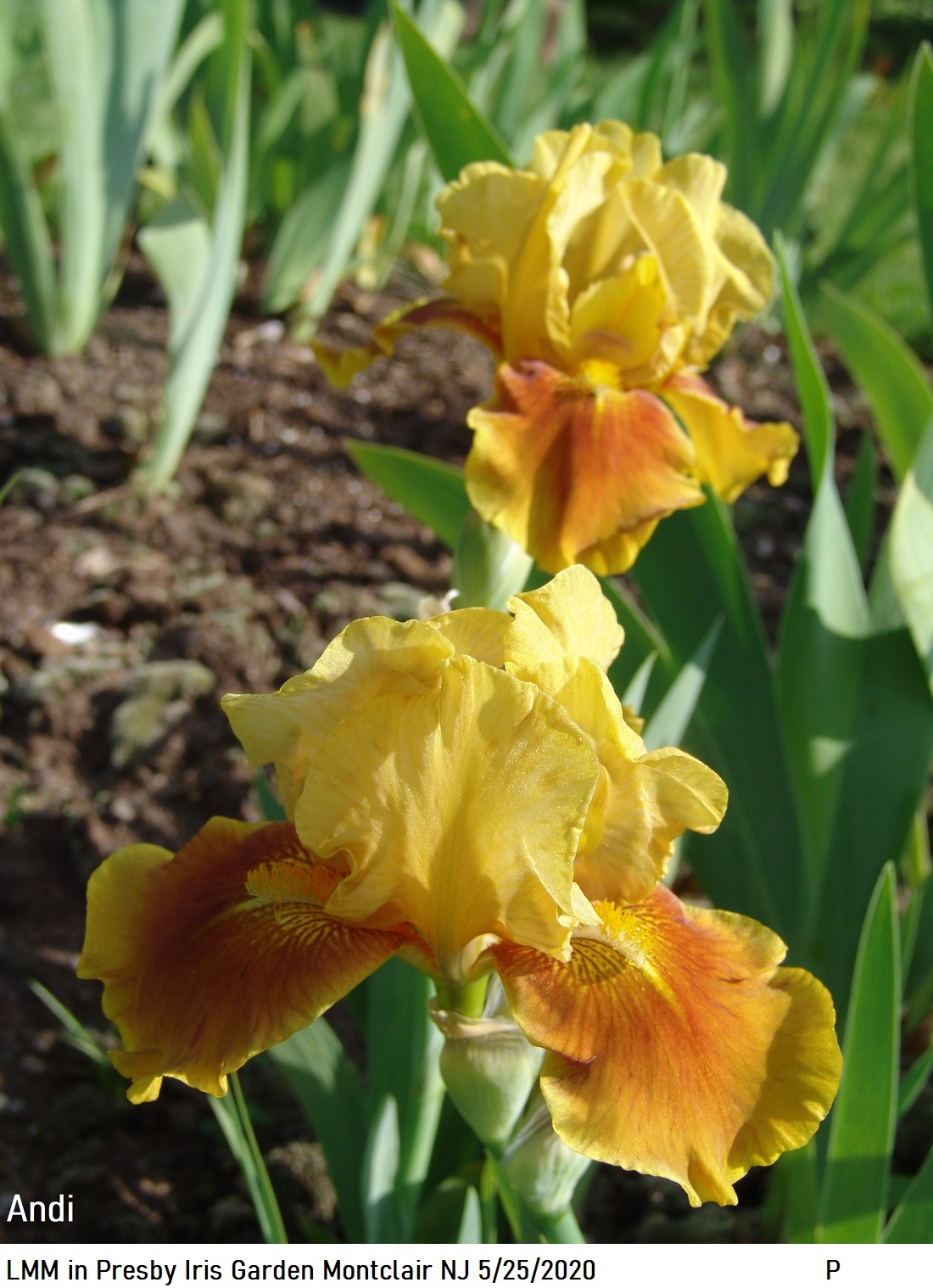 Andi Historic Iris Preservation Society