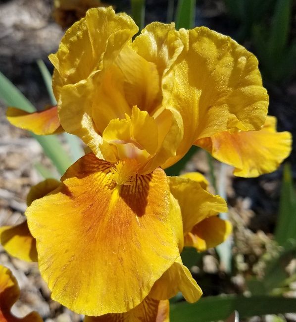 Andi Historic Iris Preservation Society