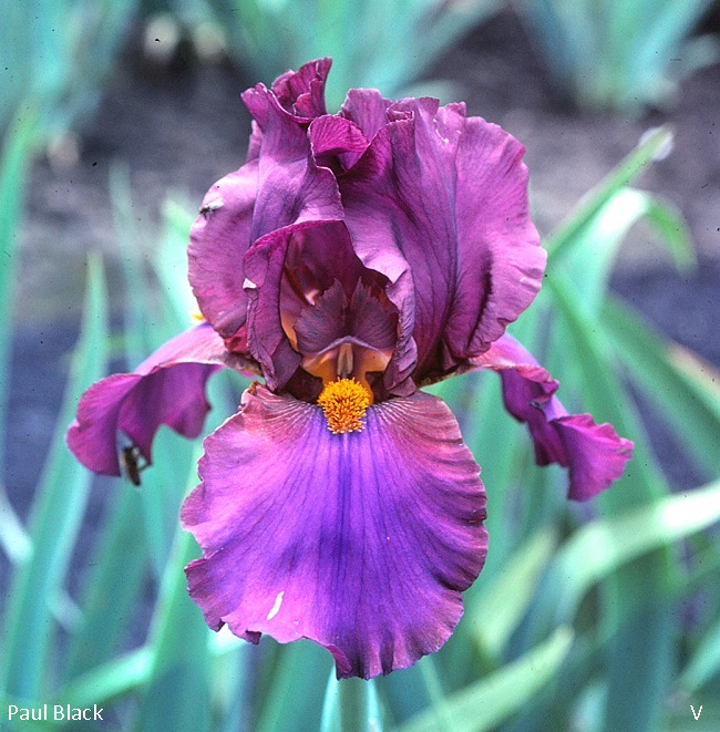 Bay Rum Historic Iris Preservation Society