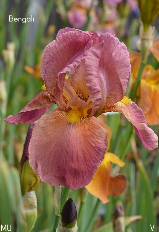 Bengali Historic Iris Preservation Society