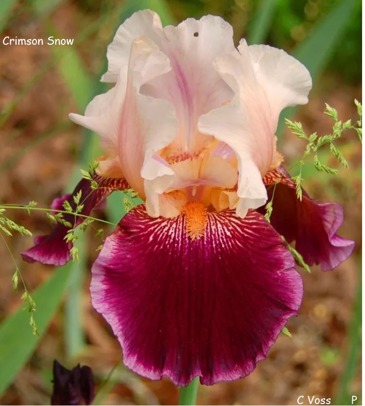 Crimson Snow Historic Iris Preservation Society