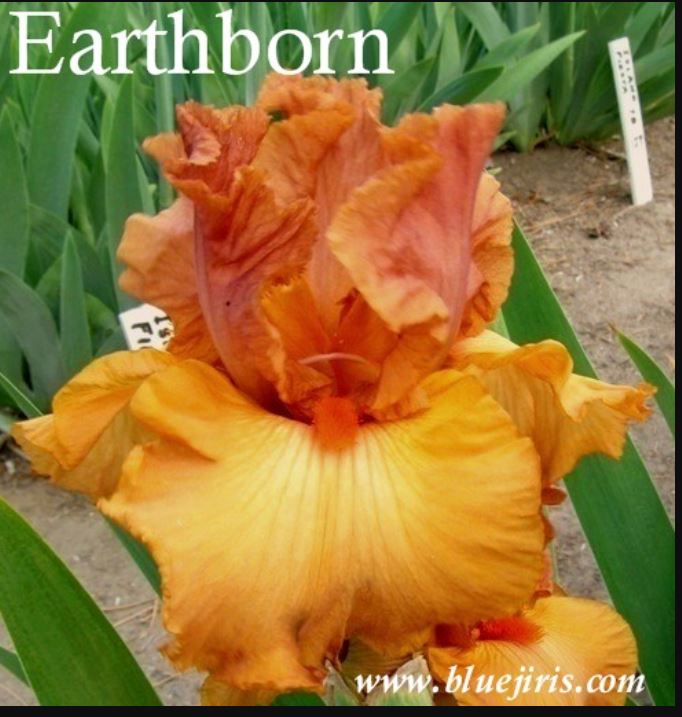 Earthborn Historic Iris Preservation Society