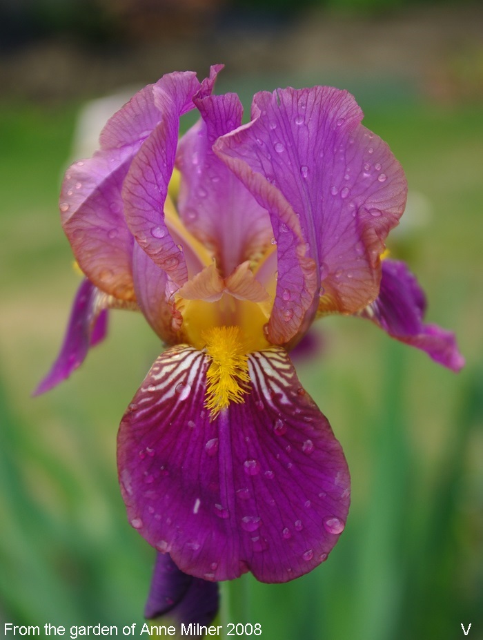 Evadne | Historic Iris Preservation Society
