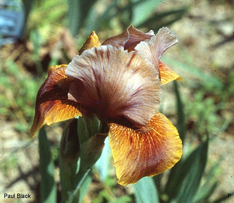 Fairy Goblin Historic Iris Preservation Society