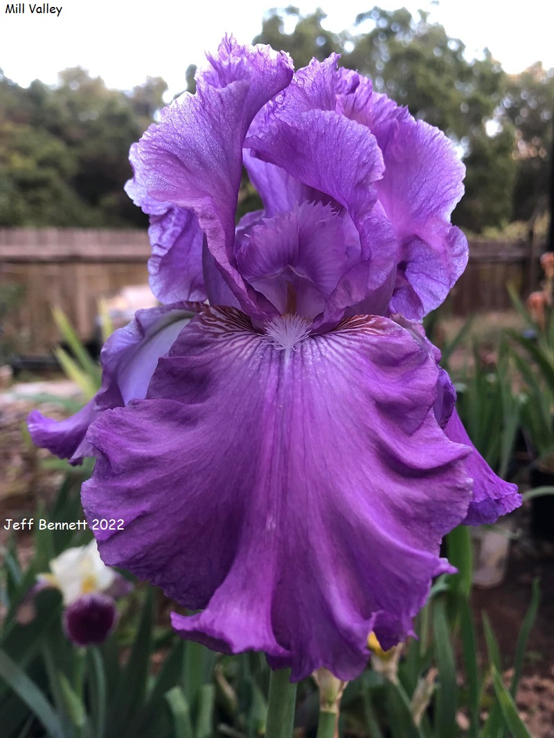 Mill Valley Historic Iris Preservation Society