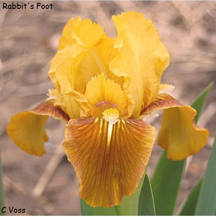 Rabbit’s Foot Historic Iris Preservation Society