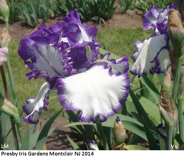Rare Treat Historic Iris Preservation Society