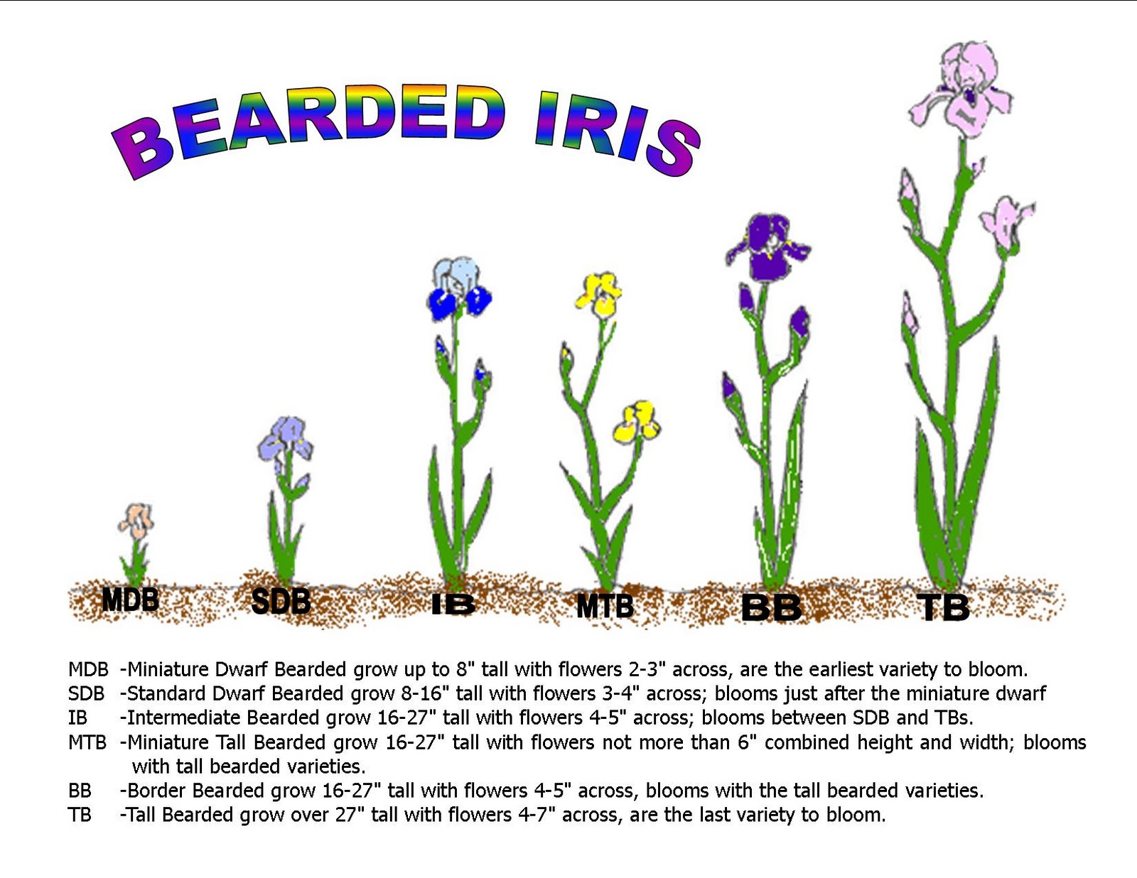 Growing Irises Start with the Basics Historic Iris Preservation Society