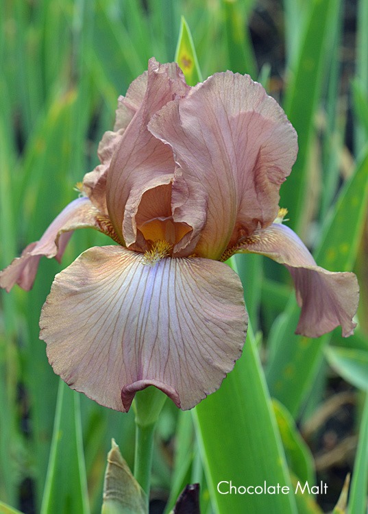 Chocolate Malt Historic Iris Preservation Society