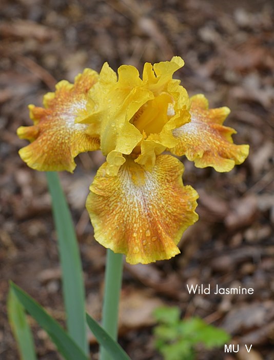 Wild Jasmine Historic Iris Preservation Society