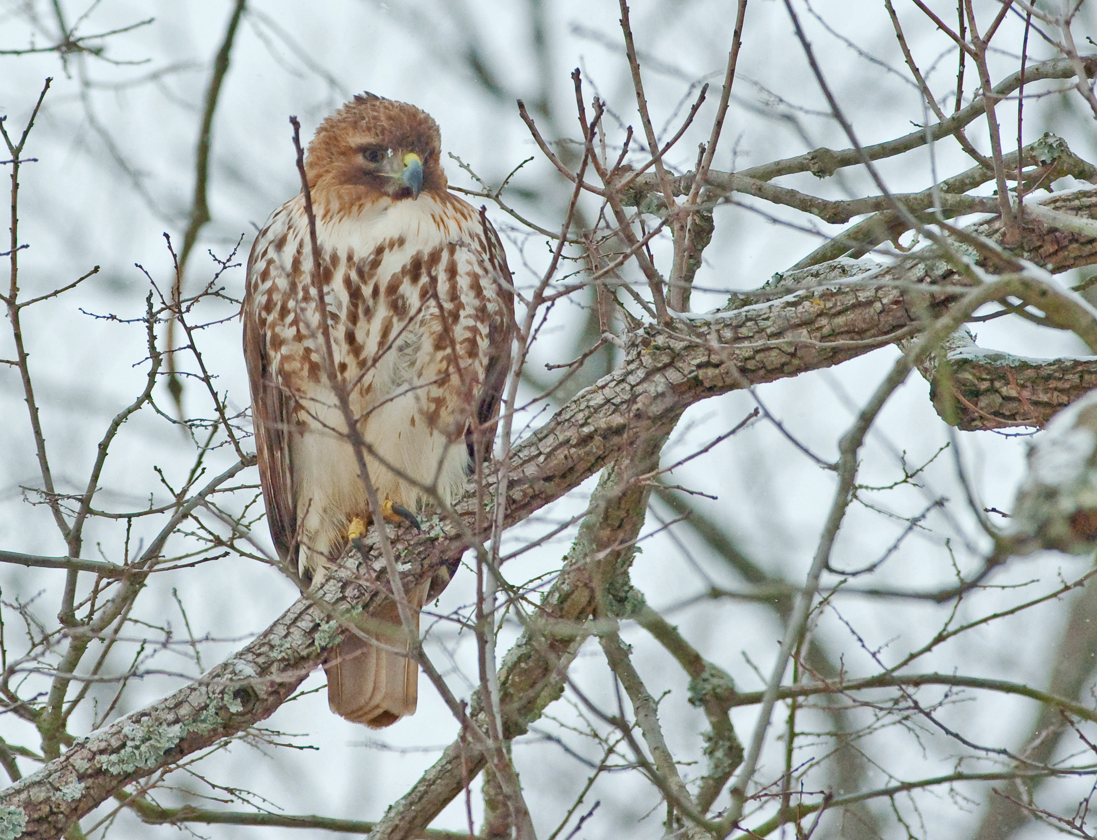 Hawks Historic Jamestowne