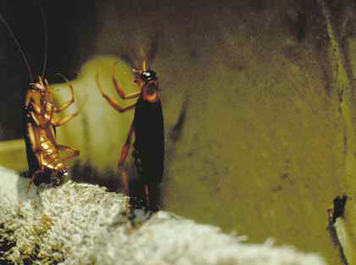 “Joe’s ApartmentFunky Towel” by Wedge ACM SIGGRAPH HISTORY ARCHIVES