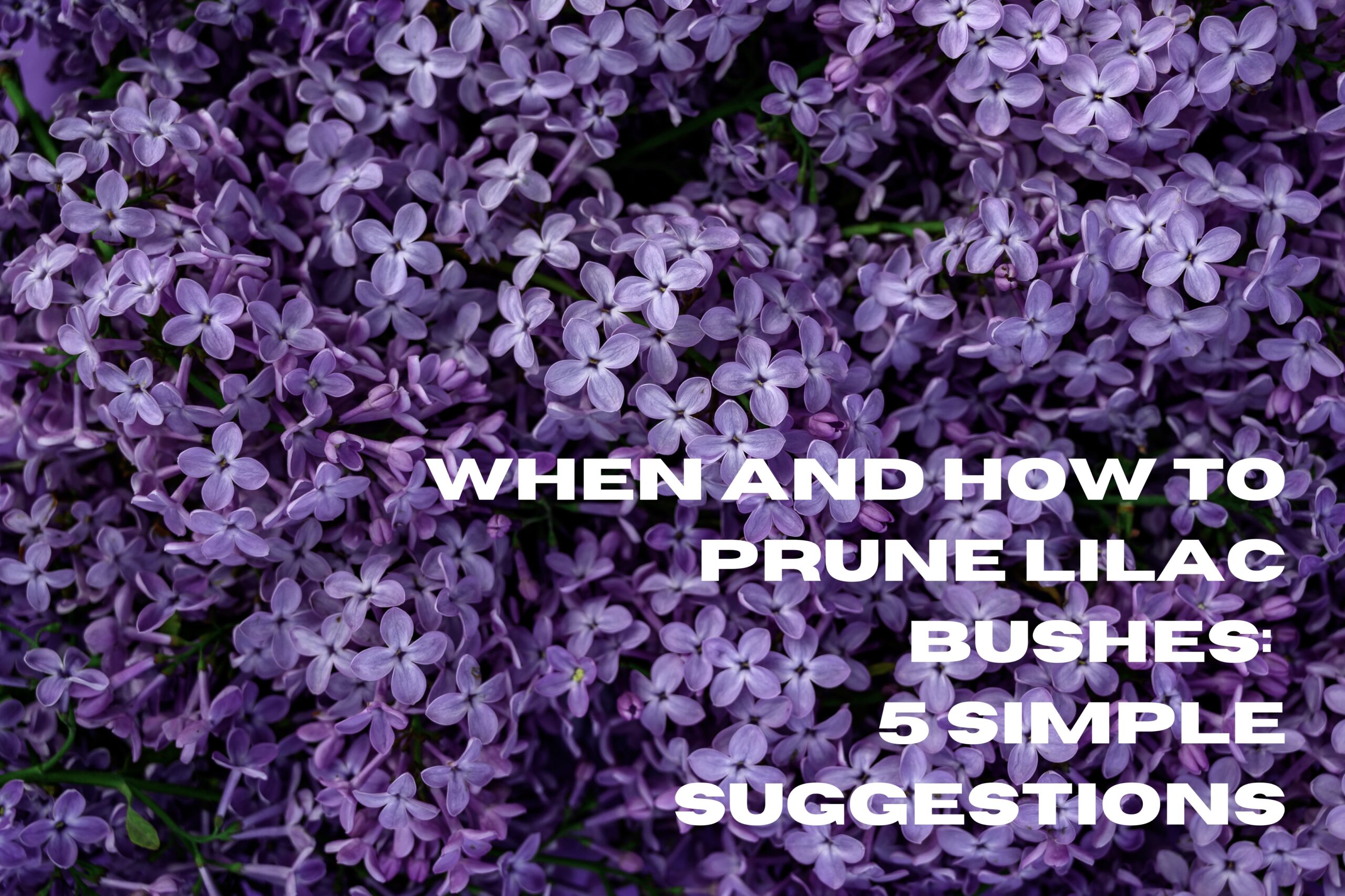 When and How to Prune Lilac Bushes 5 Simple Suggestions His Workmanship